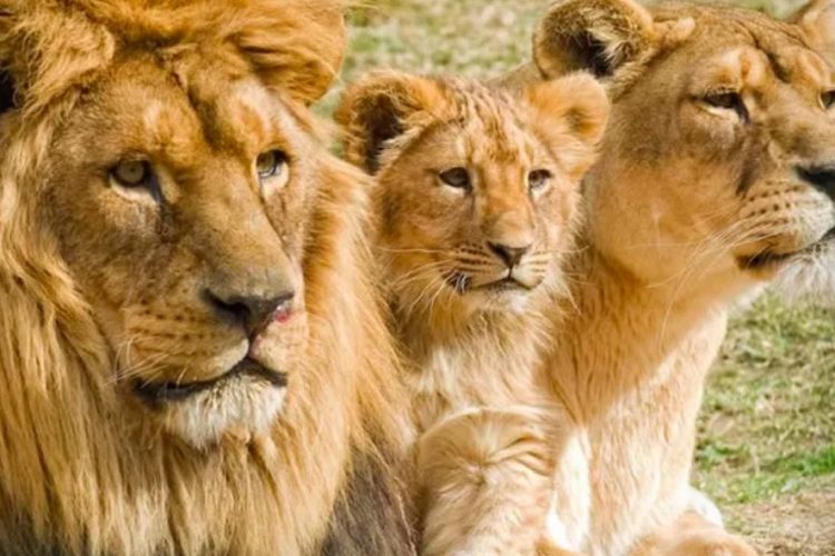 “The Kidepo Lionhearts” – Running our socks off for our Wildlife Rangers – 16th September